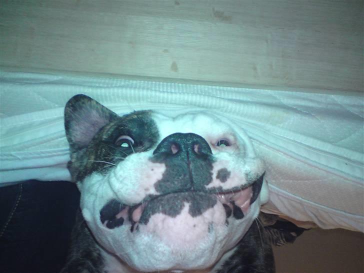 Amerikansk bulldog / Am. Stafford - Diamond - Diamond er meget magelig .. han ligger på ryggen med hovedet udover sengekanten ;-) billede 2