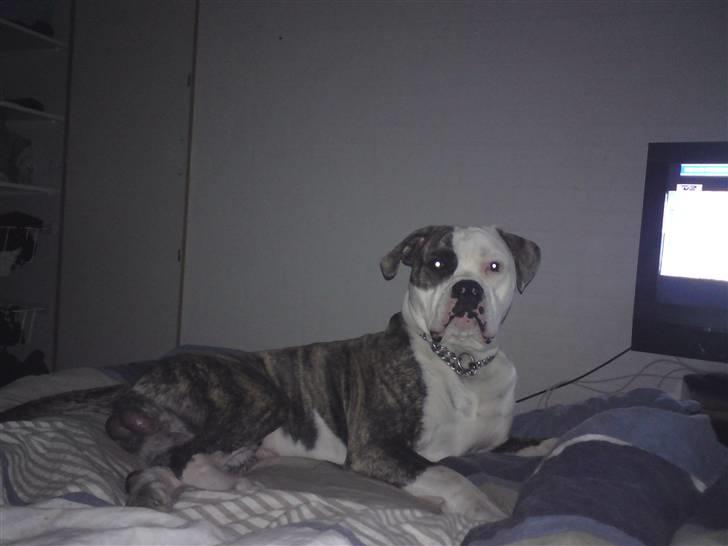 Amerikansk bulldog / Am. Stafford - Diamond - Forvendet med at sove i sengen, Shhhh . :P  billede 4