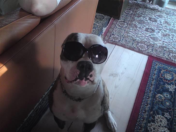 Amerikansk bulldog / Am. Stafford - Diamond - Sommerklar .. ;-) billede 5