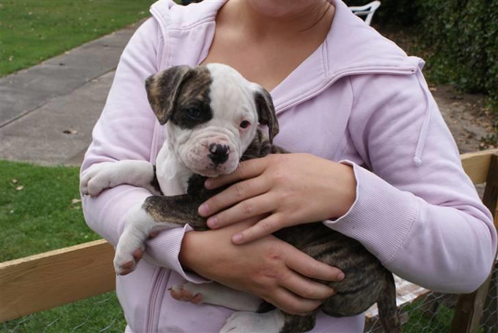 Amerikansk bulldog / Am. Stafford - Diamond - 6. uger .. billede 6