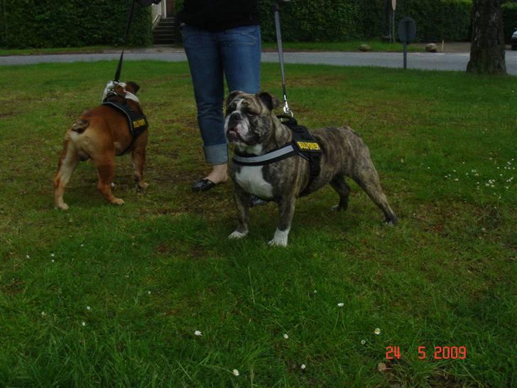 Engelsk bulldog Luna billede 10