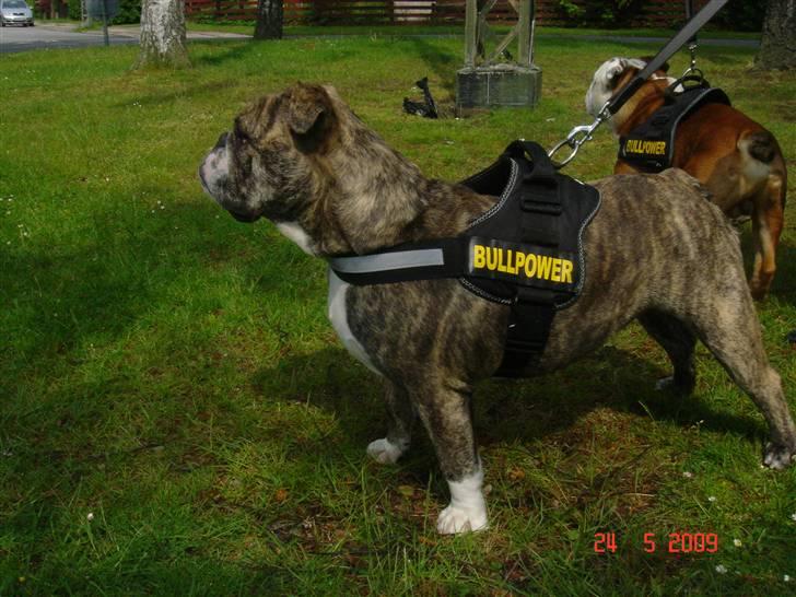 Engelsk bulldog Luna billede 11