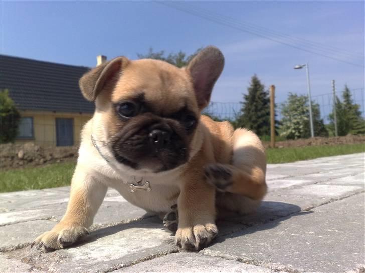 Fransk bulldog Carlo - Første dag i mit nye hjem billede 5