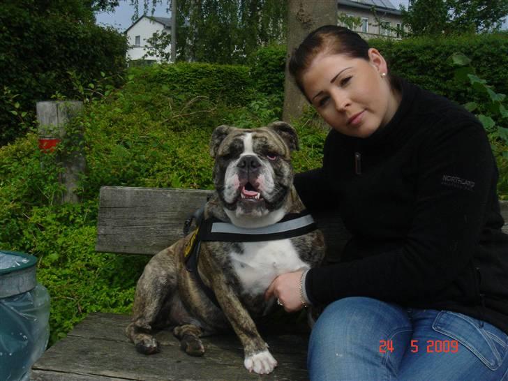 Engelsk bulldog Luna billede 12