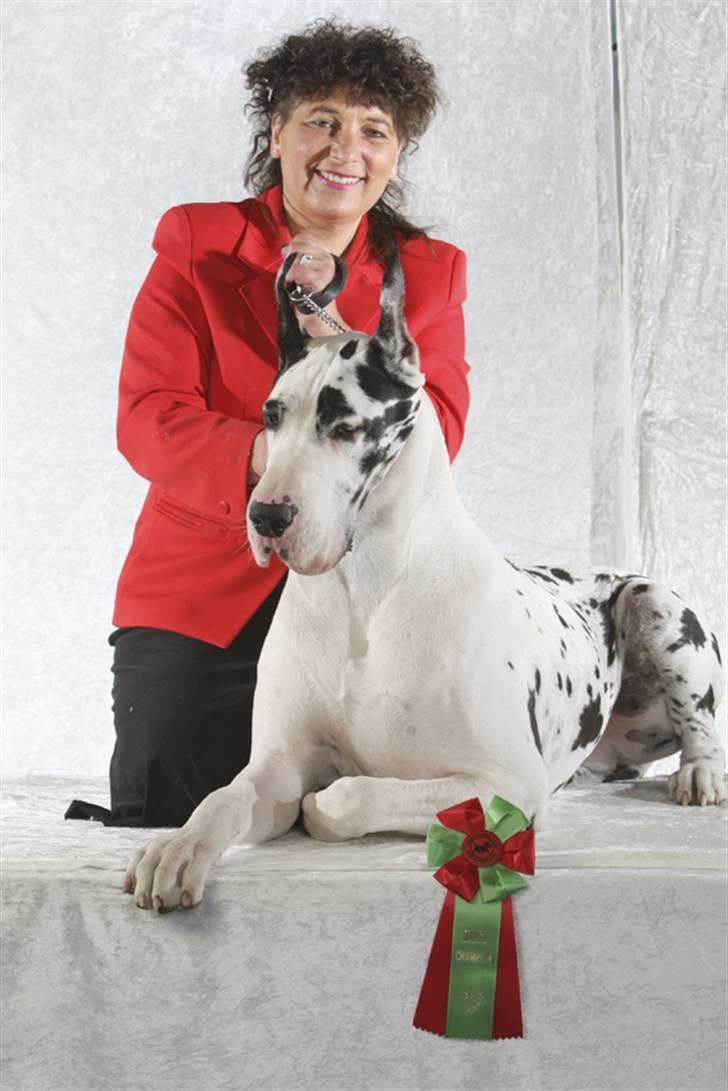 Grand danois Elliott billede 1