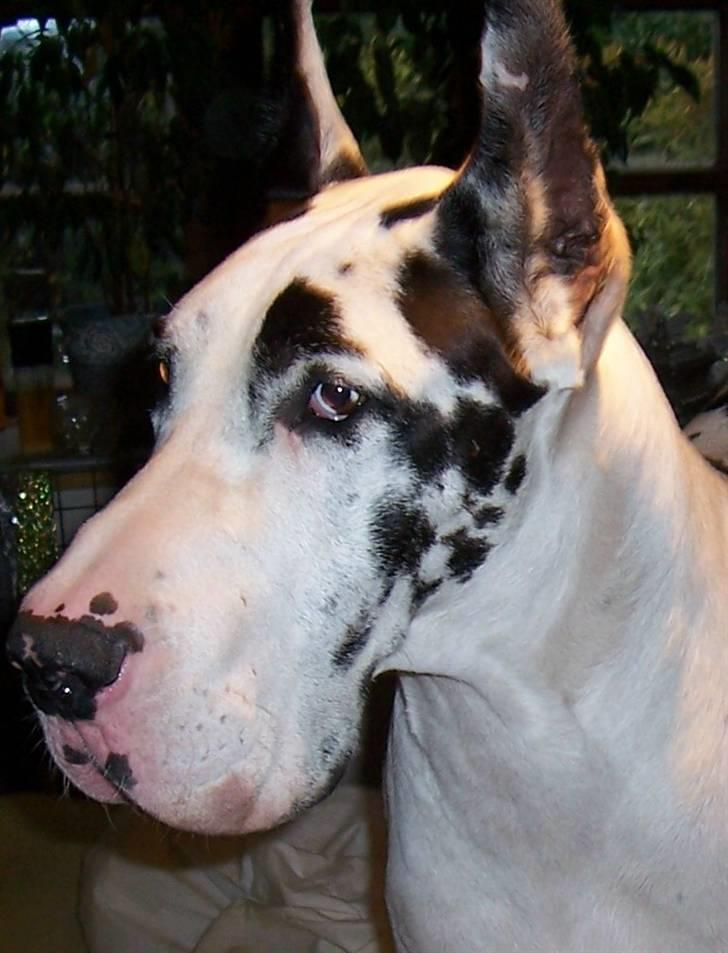 Grand danois Elliott billede 2