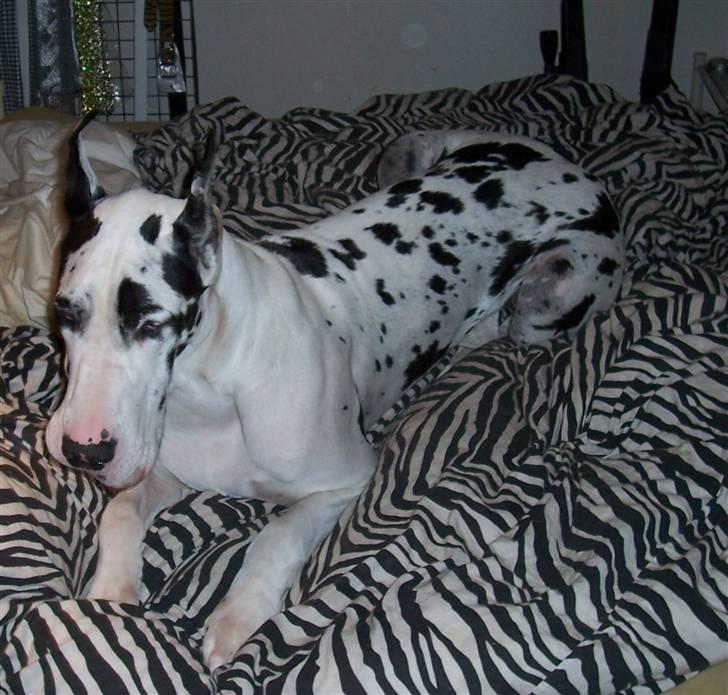 Grand danois Elliott billede 3