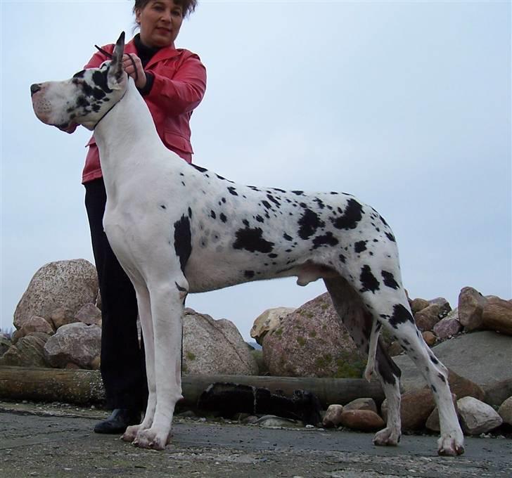 Grand danois Elliott billede 4