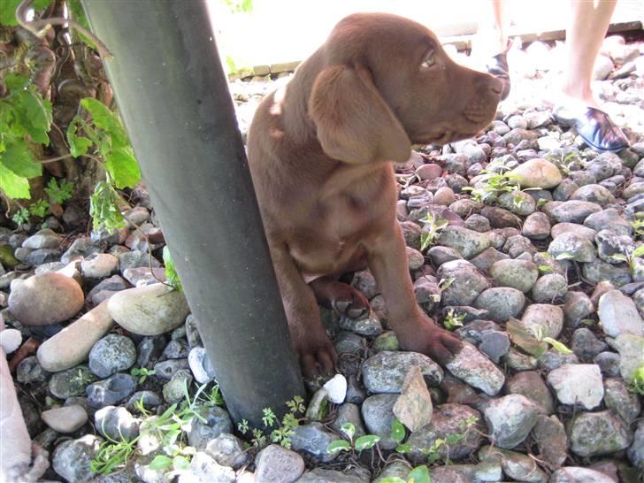 Labrador retriever Samson billede 2