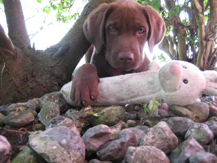 Labrador retriever Samson billede 3