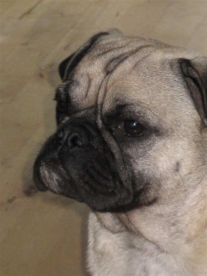 Blanding af racer Thor Mops/Engelsk Bulldog billede 13