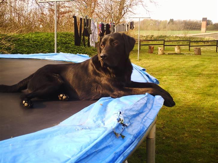 Labrador retriever Zeus  billede 7