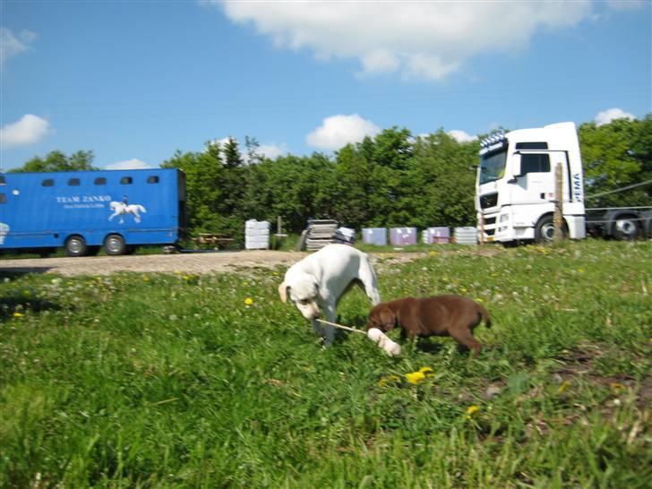 Labrador retriever Samson billede 4