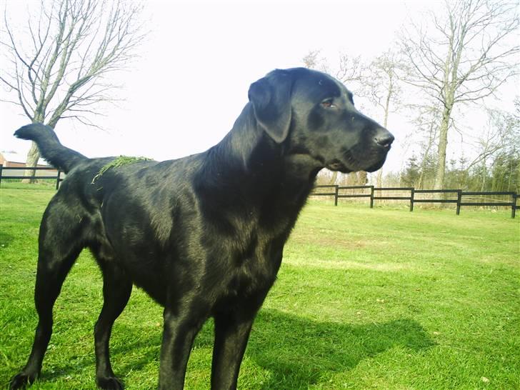 Labrador retriever Zeus  billede 8