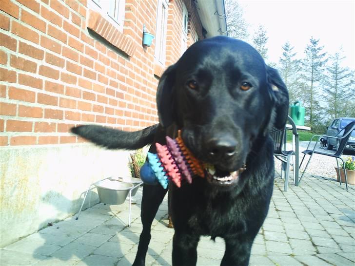 Labrador retriever Zeus  billede 9