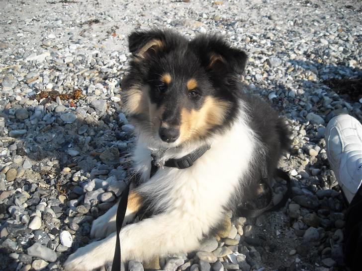 Collie langhåret Nemo - så er Nemo 12 uger, en dejlig tur på stranden billede 6