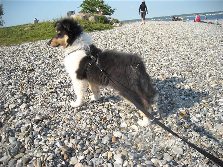 Collie langhåret Nemo - så fin han er billede 7