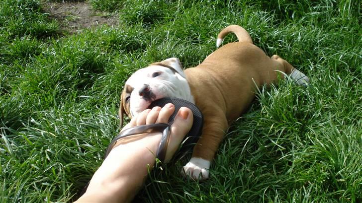 Amerikansk bulldog Amazing Bulldog Rosa - bagholdsangreb på mors klip klap... billede 9