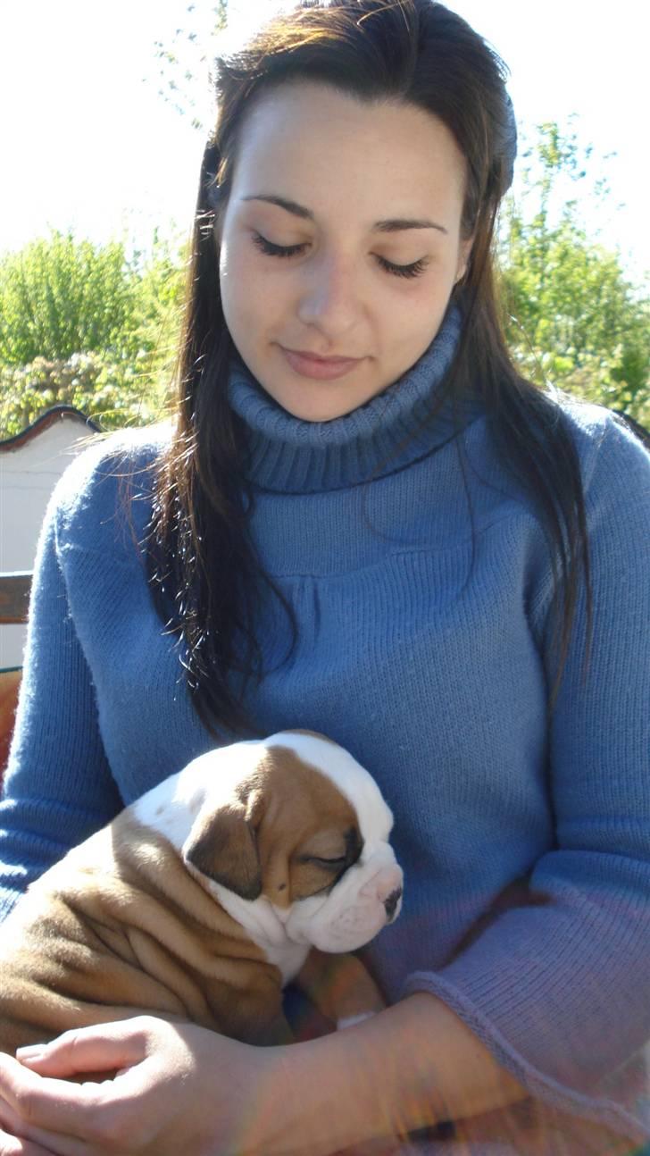 Amerikansk bulldog Amazing Bulldog Rosa billede 10
