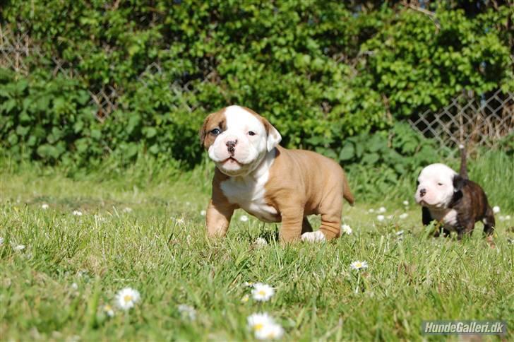 Amerikansk bulldog Amazing Bulldog Rosa - Brormand og jeg på udflugt i haven billede 11
