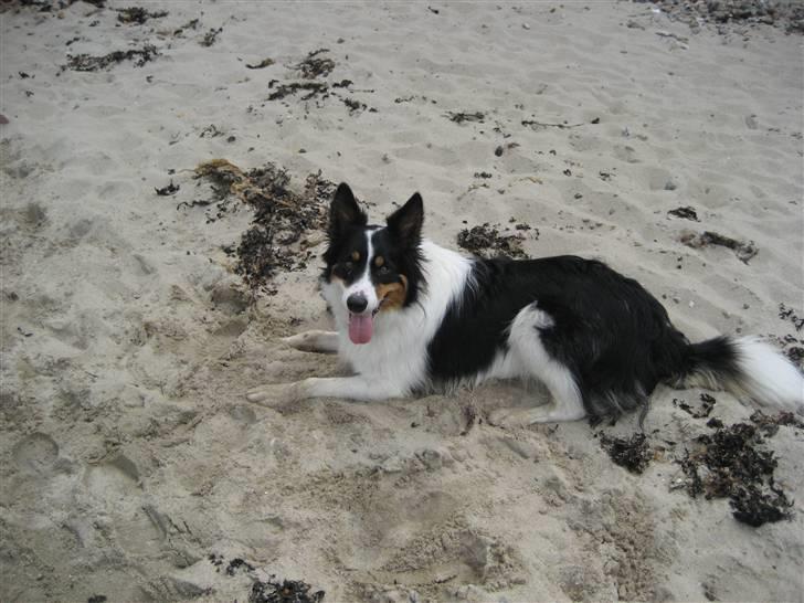 Border collie Malthe <3 - På stranden maj ´09 <3 billede 15
