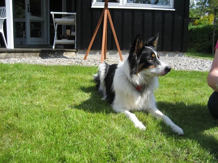 Border collie Malthe <3 - Min smukke hund <3 billede 16