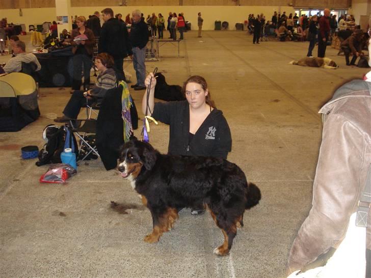 Berner sennenhund Ofelia (Bor hos eksmanden) - Udstillingen i herning 08.. Vores første rigtige udstillingen og vi fik da et godt resultat!! billede 20