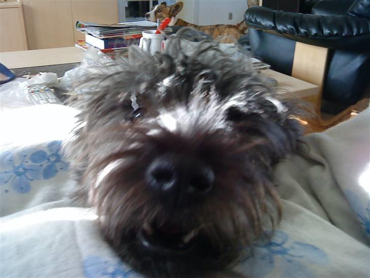 Cairn terrier Whiskey - Whiskey =D billede 3