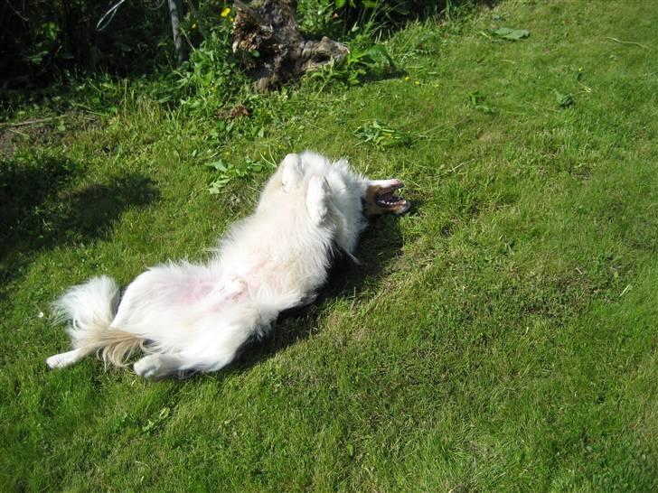 Border collie Malthe <3 - Uhh, det er skønt :D billede 17