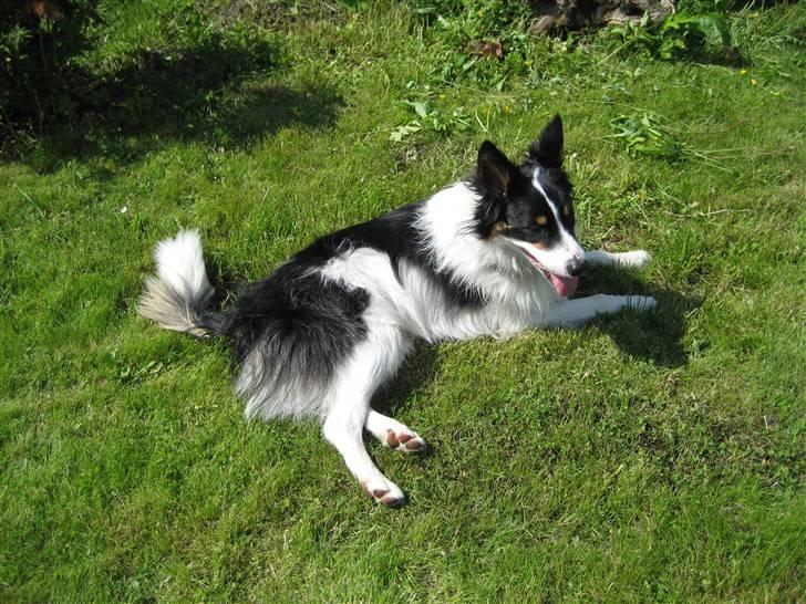 Border collie Malthe <3 - Smukke smukke Malthe <3 billede 18