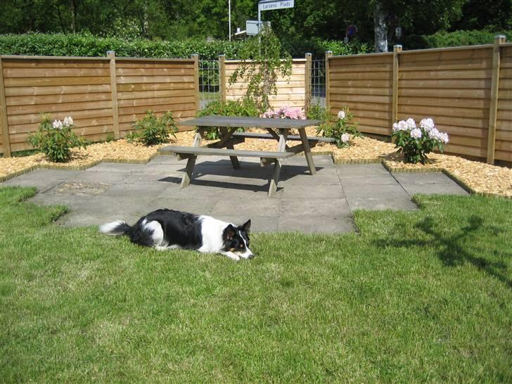 Border collie Malthe <3 - Malthe <´3  billede 19