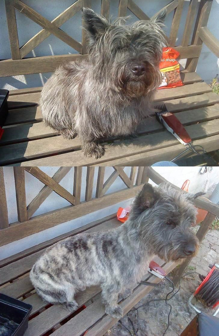 Cairn terrier Whiskey - Klar til Sommer! =D Før og Efter han blev trimmet :P billede 5