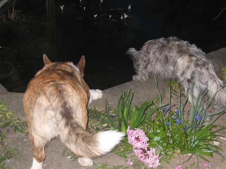 Cairn terrier Whiskey - tja.. så blev det aligevel lidt hårdt at lege :D og så må man jo lige holde en pause og få drukket ud.. hehe billede 6