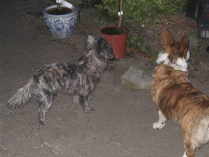 Cairn terrier Whiskey - "Hvad har i nu fået øje på?" :) billede 7