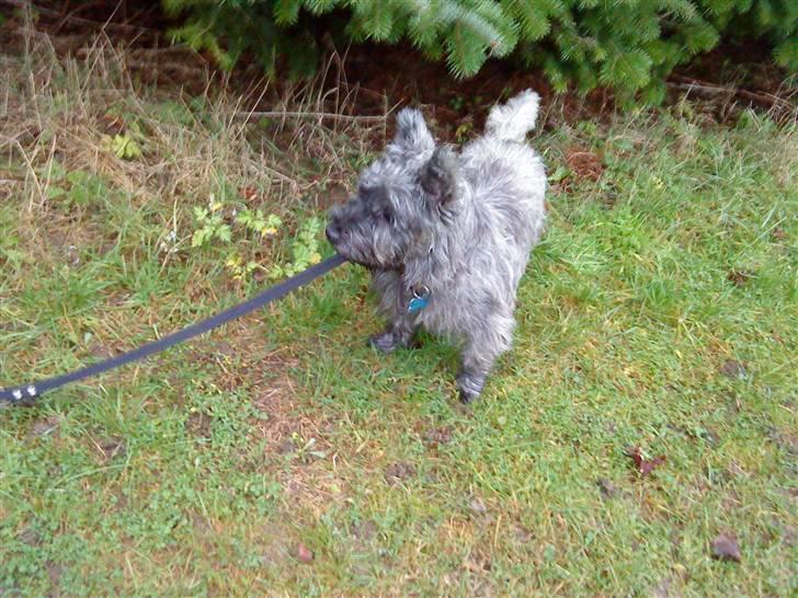Cairn terrier Whiskey - ude og gå tur :D billede 8