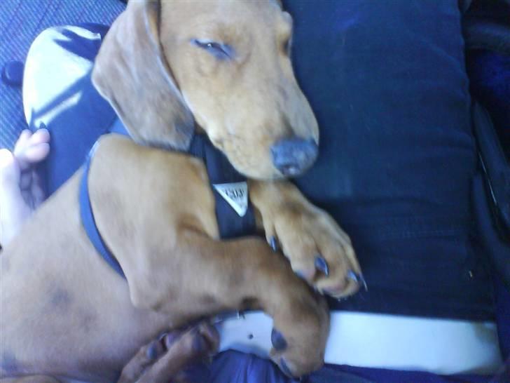 Gravhund Cæsar  - man kan også blive træt af at køre bil. . billede 5