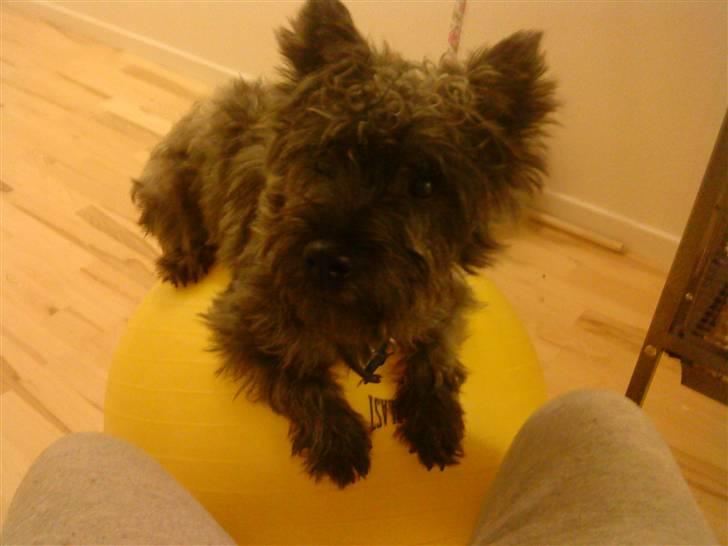 Cairn terrier Whiskey - whiskey på bold :P billede 9