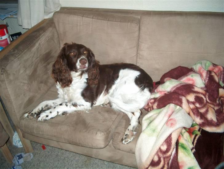 Field Trial spaniel Charlie billede 1