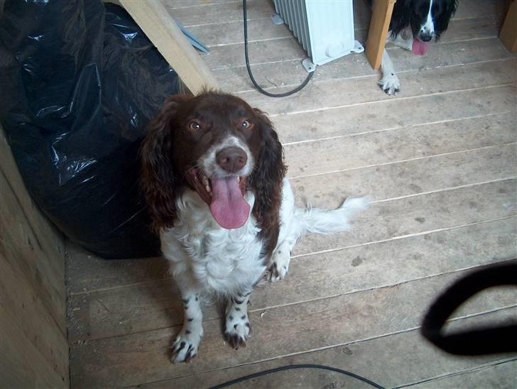 Field Trial spaniel Charlie billede 2