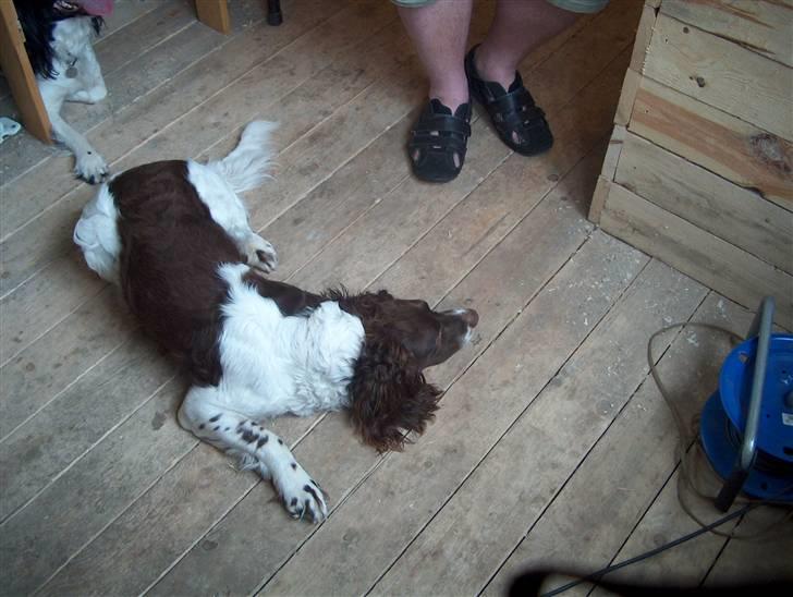 Field Trial spaniel Charlie billede 3