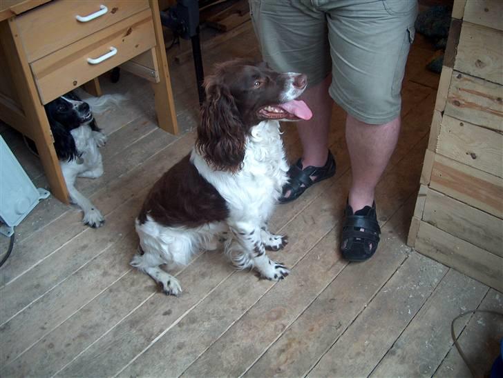 Field Trial spaniel Charlie billede 4