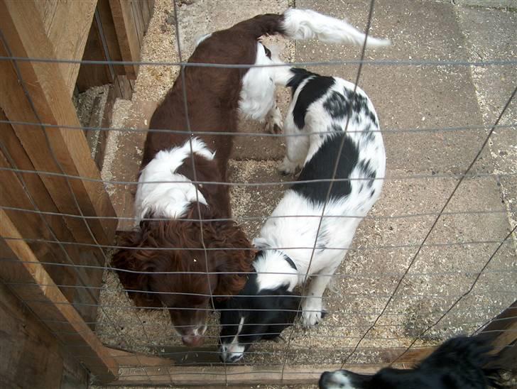 Field Trial spaniel Charlie - det er Charlie og nooney som vi håber skal have hvalpe i uge 29 billede 5