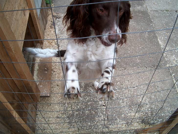 Field Trial spaniel Charlie billede 6
