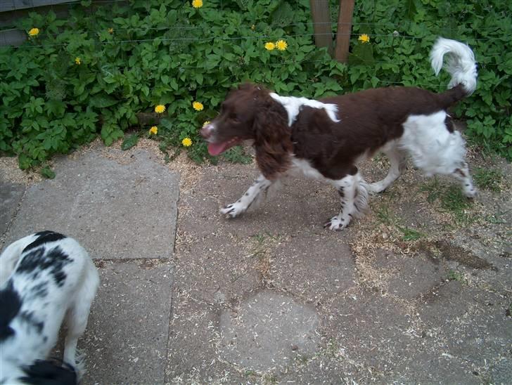 Field Trial spaniel Charlie billede 7