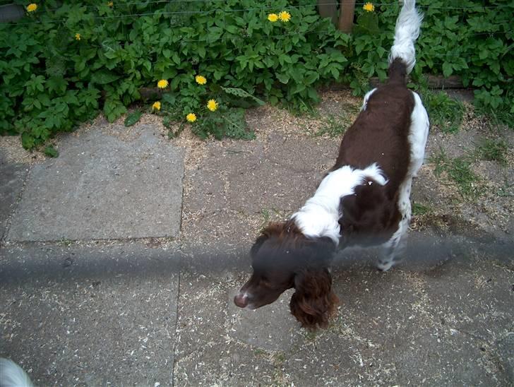 Field Trial spaniel Charlie billede 8
