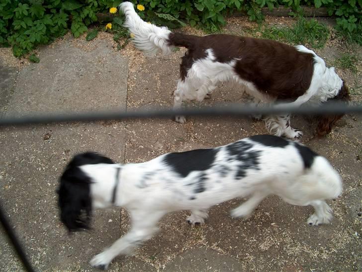 Field Trial spaniel Charlie billede 9