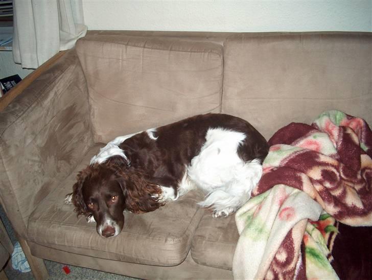 Field Trial spaniel Charlie billede 10