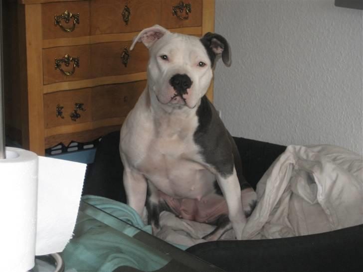 Amerikansk staffordshire terrier Dia billede 3