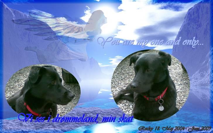 Blanding af racer Rocky  Aflivet d. 27/5 09 billede 1