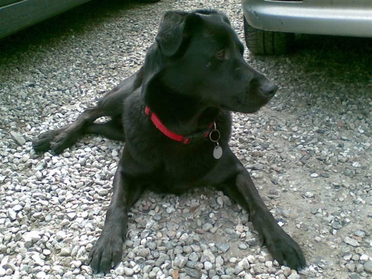 Blanding af racer Rocky  Aflivet d. 27/5 09 billede 2